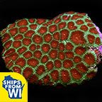 Brain Coral, Green with Red Eyes